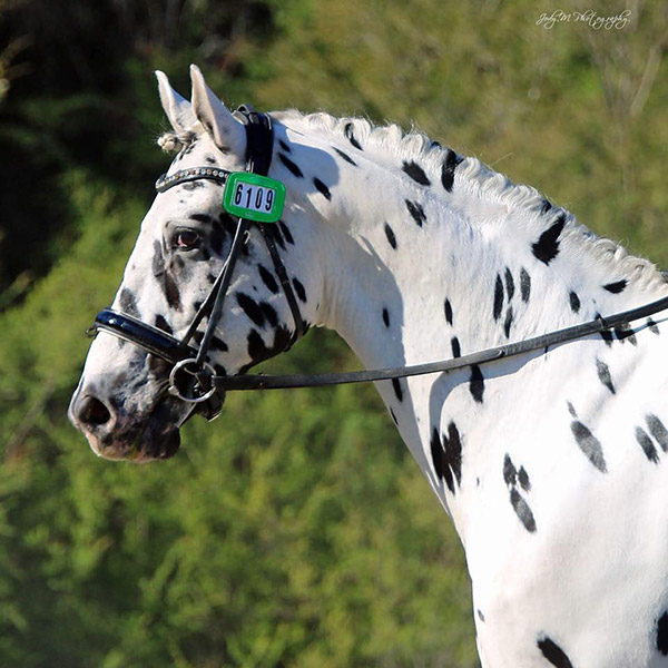 Sparkling Acres Stud - Sartors Supermodel.jpg